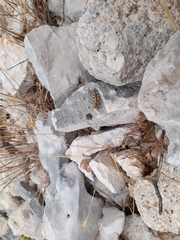 Dociostaurus maroccanus