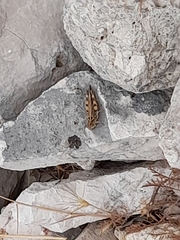 Dociostaurus maroccanus