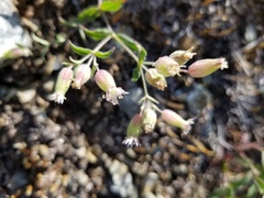 Silene williamsii