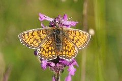 Melitaea parthenoides
