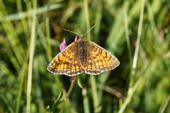 Melitaea parthenoides