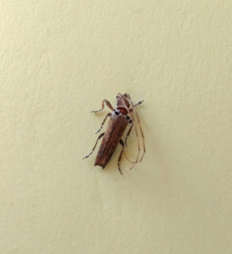 Neohebestola humeralis