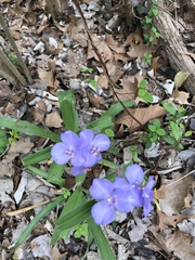 Tradescantia occidentalis