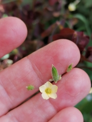 Oxalis stricta