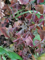 Oxalis stricta