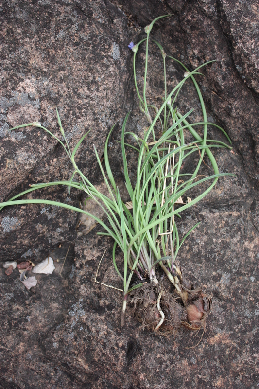 Cyanotis angusta