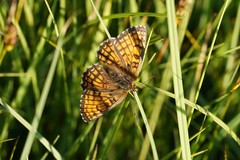 Melitaea parthenoides