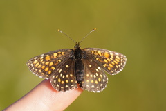 Melitaea diamina