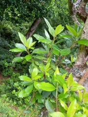 Clethra arborea