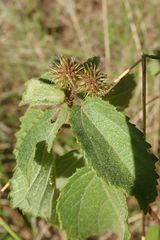 Triumfetta pilosa tomentosa