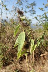 Triumfetta pilosa tomentosa