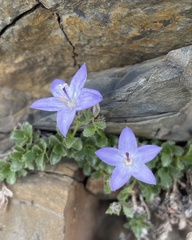 Campanula piperi