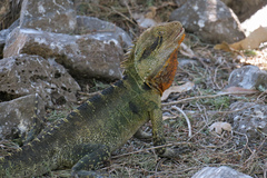 Intellagama lesueurii