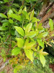 Clethra arborea