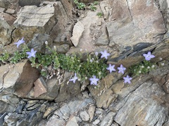 Campanula piperi