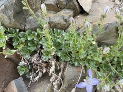 Campanula piperi