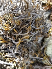 Selaginella sibirica
