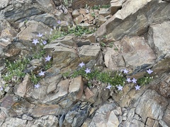 Campanula piperi