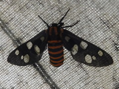 Amata passalis