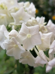 Phlox paniculata
