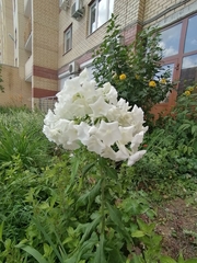 Phlox paniculata