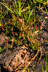 Acalypha peduncularis