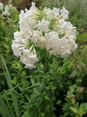 Phlox paniculata