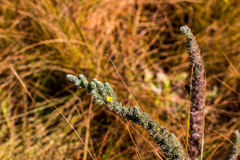 Aspalathus gerrardii