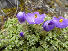 Nototriche obtusa