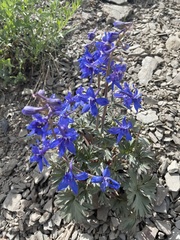 Delphinium glareosum