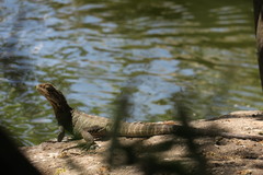 Intellagama lesueurii