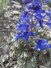 Delphinium glareosum