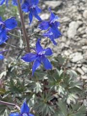 Delphinium glareosum