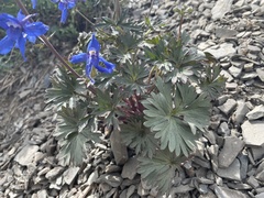 Delphinium glareosum