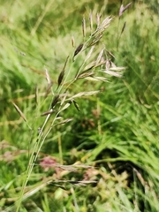 Festuca nigrescens