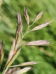 Festuca nigrescens