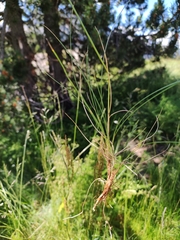 Festuca nigrescens