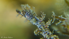 Idiotropiscis australe
