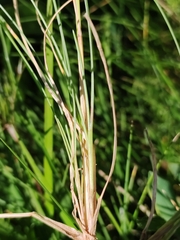 Festuca nigrescens