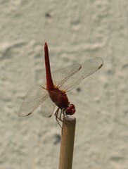 Libellulidae