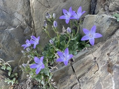 Campanula piperi