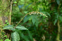 Goodyera reticulata