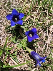 Gentiana acaulis