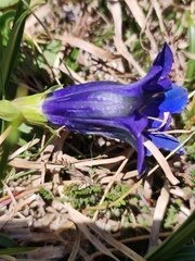 Gentiana acaulis