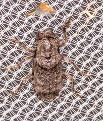 Ecyrus dasycerus