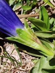 Gentiana acaulis