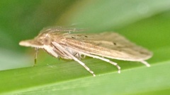 Donacaula forficella