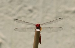 Libellulidae