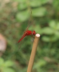 Libellulidae