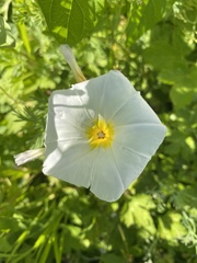 Convolvulus tricolor